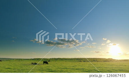 A Beautiful Serene Pastoral Landscape at Sunset Featured with Grazing Cattle in the Field A Beautiful Serene Pastoral Landscape at Sunset Featured with Grazing Cattle in the Field 126067455