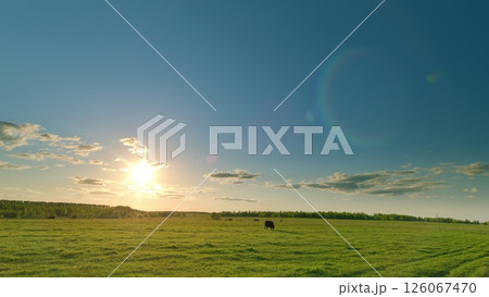 A Beautiful and Serene Countryside Sunset Scene Featuring a Grazing Cow in the Field 126067470