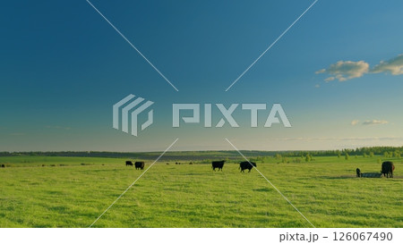 A Serene Pastureland with Grazing Cows Situated Under a Beautifully Clear Blue Sky A Serene Pastureland with Grazing Cows Situated Under a Beautifully Clear Blue Sky 126067490