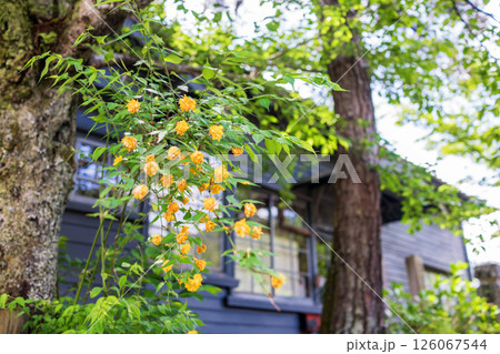 ヤマブキの花がさく古い家 126067544