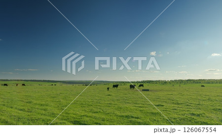 A Vast Green Pasture Filled with Grazing Cattle Under a Clear and Beautiful Blue Sky 126067554