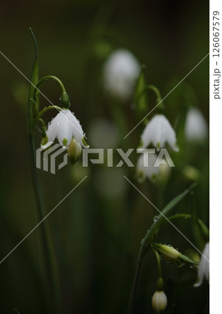 雨上がりのスノーフレークの花 雨上がりのスノーフレークの花 126067579