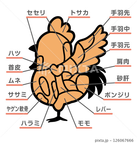 鶏肉の部位のイラスト　文字あり 126067666