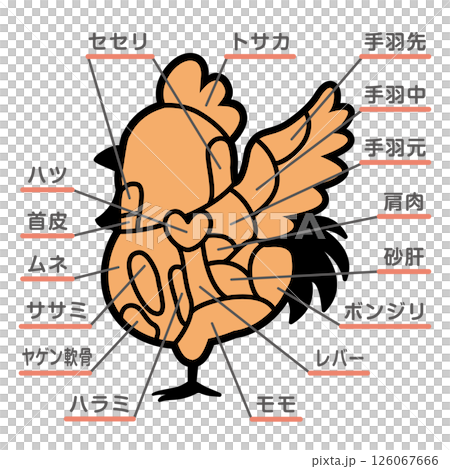 鶏肉の部位のイラスト　文字あり 126067666