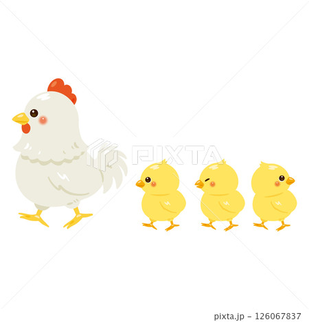歩くニワトリとヒヨコのイラスト 126067837