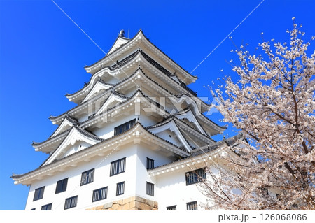 【広島県】桜咲く春の福山城（復興後）福山城桜まつり 126068086