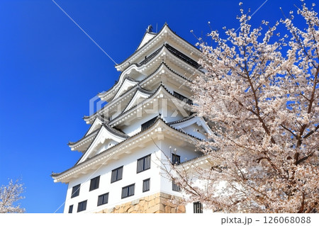 【広島県】桜咲く春の福山城（復興後）福山城桜まつり 126068088