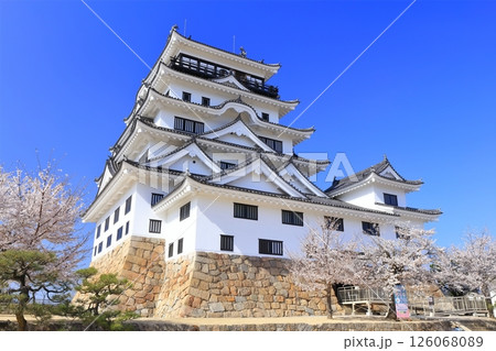 【広島県】桜咲く春の福山城(復興後)福山城桜まつり 【広島県】桜咲く春の福山城(復興後)福山城桜まつり 126068089