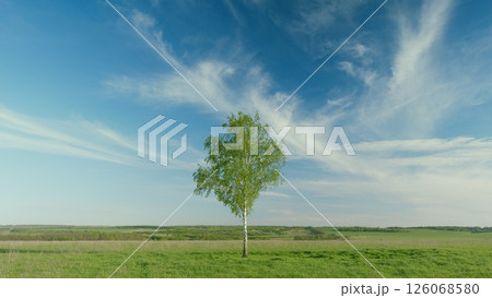 A Serene and Isolated Tree Standing Tall in an Open Landscape Beneath a Clear Blue Sky 126068580