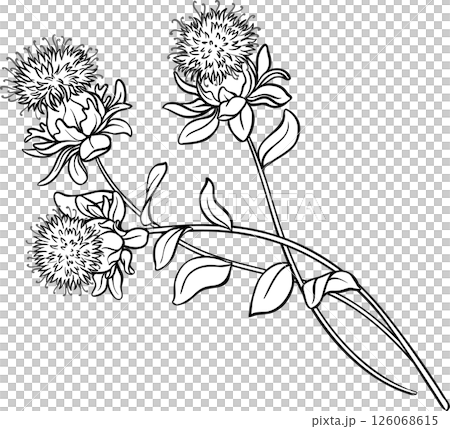 Safflower Plant with Flower and Leaves Outline Illustration. 126068615