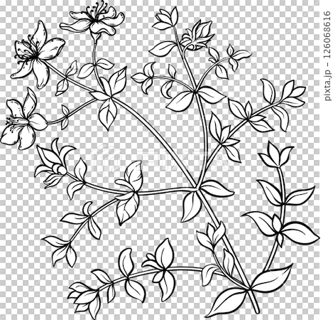 Tutsan Plant with Flowers and Leaves Outline Illustration. Natural organic ingredient for cosmetics, spa, aromatherapy, health care, alternative medicine. 126068616