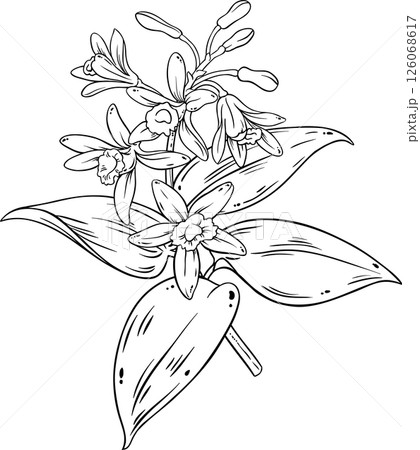 vanilla branch isolated outline illustration vanilla branch isolated outline illustration 126068617