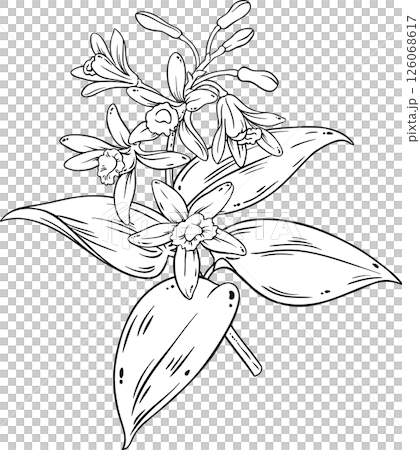 vanilla branch isolated outline illustration vanilla branch isolated outline illustration 126068617