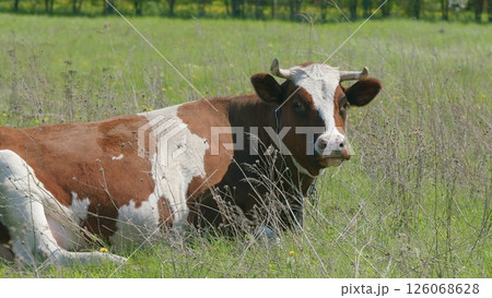 A Serene Cow Gently Resting Comfortably in a Picturesque Pasture Under the Clear Sky 126068628