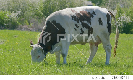 In a beautiful and sunny pasture, a grazing cow enjoys its time surrounded by peaceful nature 126068711
