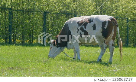 A peaceful cow gracefully grazing in a lush green field, surrounded by beautiful nature A peaceful cow gracefully grazing in a lush green field, surrounded by beautiful nature 126068717