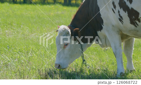 A Grazing Cow Enjoying a Warm and Sunny Day in a Beautiful Pasture Surrounded by Natures Splendor A Grazing Cow Enjoying a Warm and Sunny Day in a Beautiful Pasture Surrounded by Natures Splendor 126068722