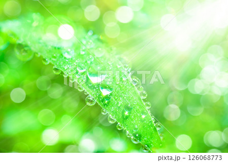 草についた水滴 126068773