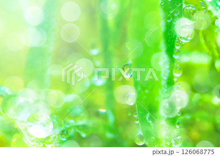 草についた水滴 126068775