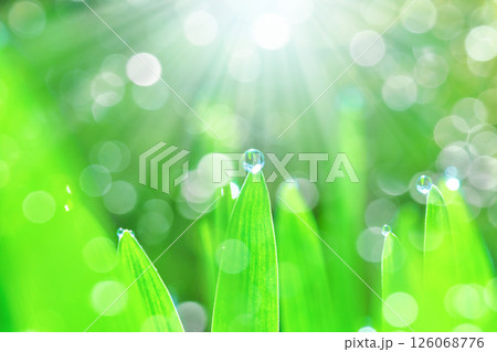 草についた水滴 126068776