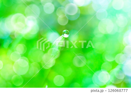 草についた水滴 草についた水滴 126068777