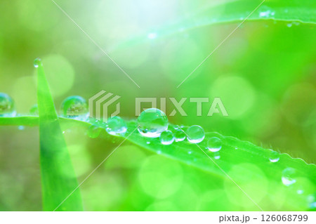 草についた水滴 126068799