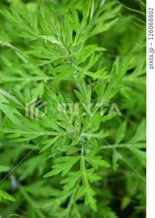 初夏のヨモギ（蓬） 126068802