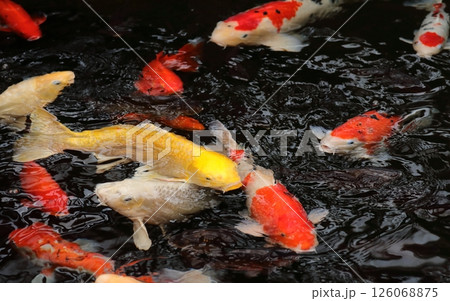 大型の淡水魚鯉 大型の淡水魚鯉 126068875