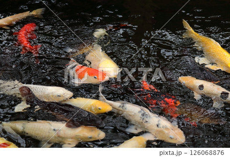 大型の淡水魚鯉 大型の淡水魚鯉 126068876