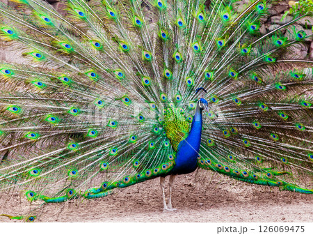 Beautiful peacock opening its tail Beautiful peacock opening its tail 126069475