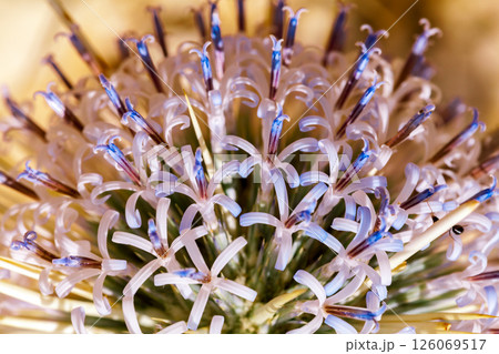 Prickled flower of Negev desert Prickled flower of Negev desert 126069517