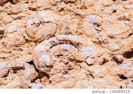 the Ammonite Wall in Ramon Crater Negev desert 126069519