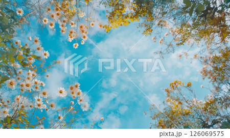 青空とコスモスとイメージ 青空とコスモスとイメージ 126069575