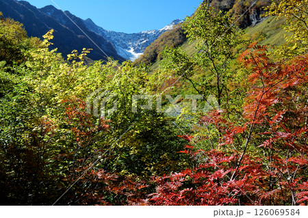 Autumn leaves @Kamikochi 錦秋の上高地，涸沢コースを彩る紅葉の木々(見ごろ) 126069584