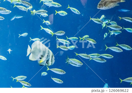 魚の群れ｜水族館 126069622