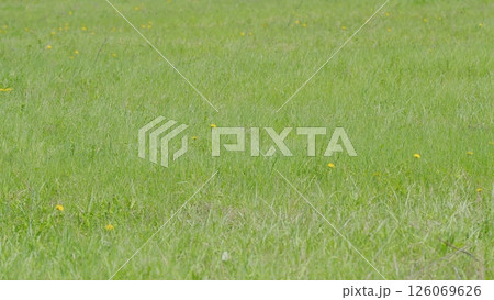 A beautiful, lush green field adorned with vibrant dandelions showcasing the splendor of springtime A beautiful, lush green field adorned with vibrant dandelions showcasing the splendor of springtime 126069626