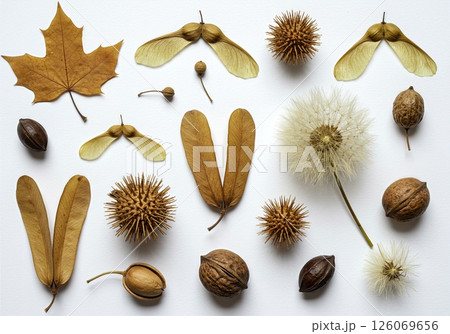 Diverse Collection of Natural Seed Pods,  and Nuts in Artistic Botanical Flat Lay Arrangement 126069656