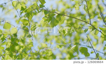 Lush and Vibrant Green Leaves All Displayed in a Beautiful Soft Focus Background 126069664