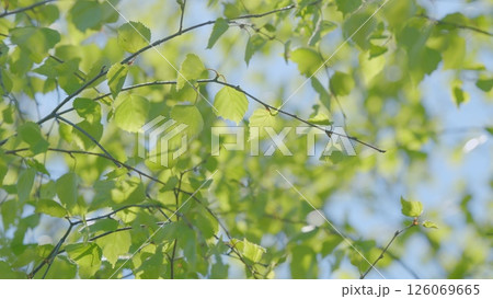 Vibrant and Lush Green Leaves Set Against a Beautiful and Clear Blue Sky Above Them Vibrant and Lush Green Leaves Set Against a Beautiful and Clear Blue Sky Above Them 126069665