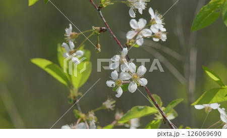 A Beautiful White Blossom Branch Surrounded by Lush Nature and Scenic Landscapes A Beautiful White Blossom Branch Surrounded by Lush Nature and Scenic Landscapes 126069690