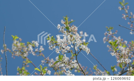The Beautiful and Colorful Blooming Cherry Blossoms are Framed by a Clear Blue Sky Above The Beautiful and Colorful Blooming Cherry Blossoms are Framed by a Clear Blue Sky Above 126069692