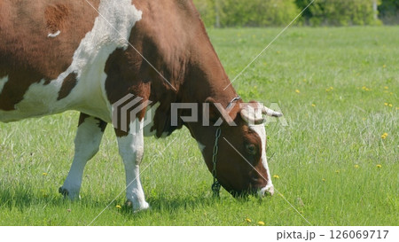 A Cow Grazing Peacefully in a Sunny and Serene Pasture Full of Vibrant Green Grass 126069717
