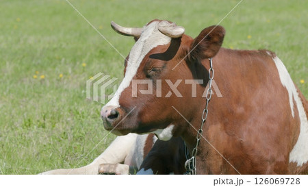 A cow is peacefully relaxing in a lush green pasture, enjoying the serene environment 126069728