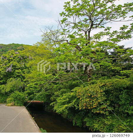 湯布院 新緑 湯布院 新緑 126069749