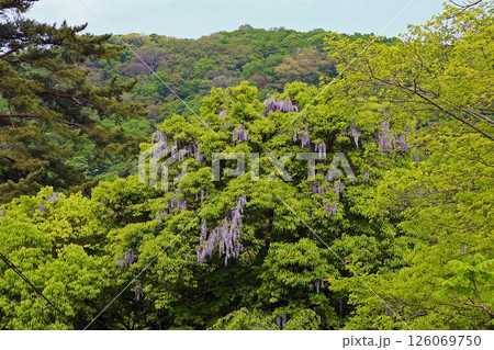 湯布院 新緑 湯布院 新緑 126069750