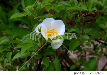 湯布院　新緑 126069762