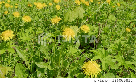 Experience the breathtaking sight of lush green dandelion fields that are in full bloom 126069810