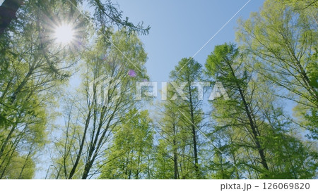 The Beautiful Sunlit Forest Canopy Extends Outward Beneath a Clear and Gorgeous Blue Sky Above Us 126069820