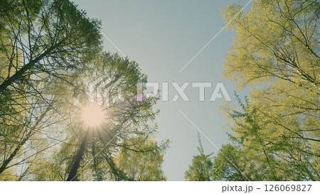A Beautiful and Peaceful Forest Canopy with Sunlight Streaming Through the Trees Above 126069827