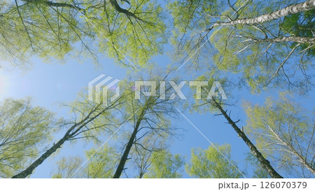 Stunningly Beautiful Canopy View of Leafy Trees Beneath a Clear, Pristine Sky Above Stunningly Beautiful Canopy View of Leafy Trees Beneath a Clear, Pristine Sky Above 126070379